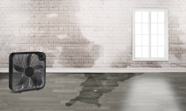 Best Carpet water damage restoration  in Flowood, MS